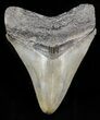 Beautiful, Serrated, Megalodon Tooth - Georgia #46311-1